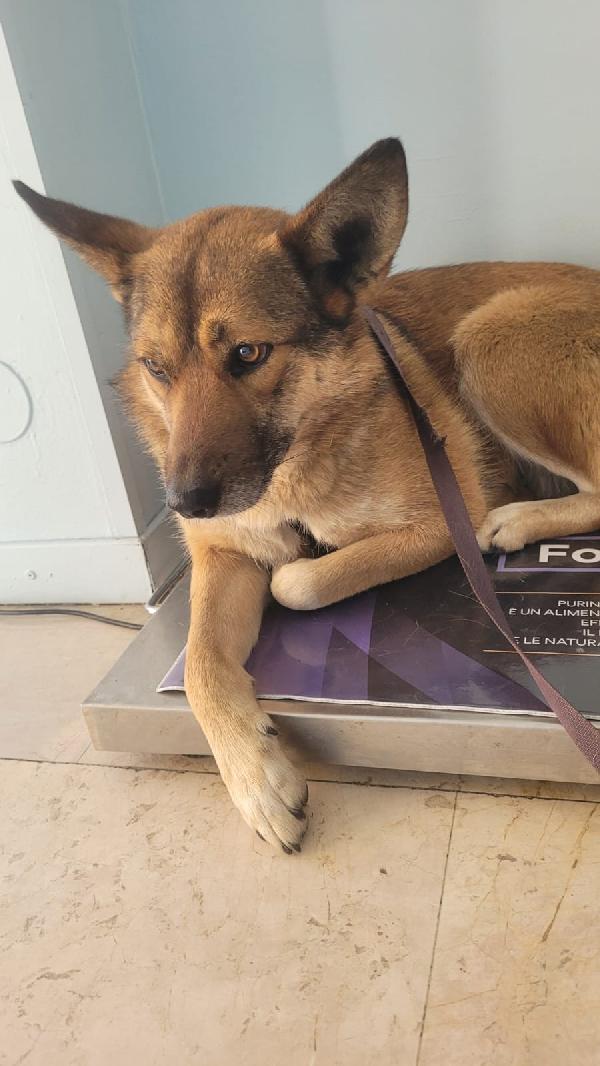 Anais, La Nostra Splendida Lupetta